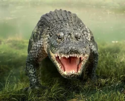 American Alligator