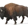 American Bison