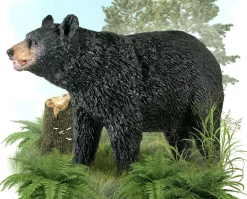 American Black Bear
