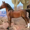 American Saddlebred Stallion | Bay