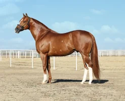 Apollitical Jess | American Quarter Horse Sprinter