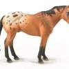 Appaloosa Stallion | Bay Blanket
