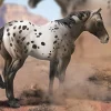 Appaloosa Stallion | Blue Varnish Roan