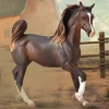 Arabian Mare | Liver Chestnut