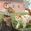 Barn Owl