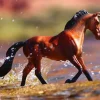 Bay Thoroughbred Mare