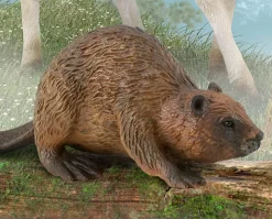 Beaver