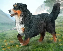 Bernese Mountain Dog