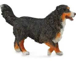 Bernese Mountain Dog