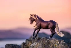 Black Forest Horse Stallion