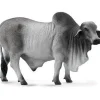 Brahman Bull