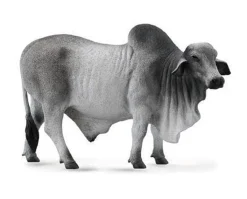 Brahman Bull