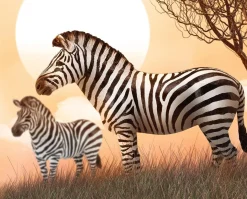 Common Zebra