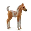 Foal | Palomino Pinto