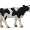 Friesian Calf