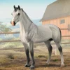 Hanoverian Stallion | Grey