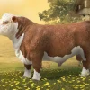 Hereford Bull