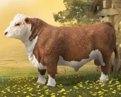 Hereford Bull