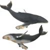 Humpback Whale