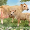 Jersey Calf