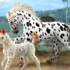 Knabstrupper Mare | Black Leopard