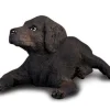 Labrador Retriever Puppy