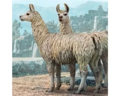 Llama