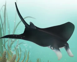 Manta Ray