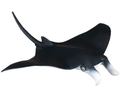 Manta Ray