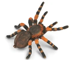 Mexican Redknee Tarantula