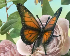 Monarch Butterfly