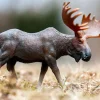 Moose