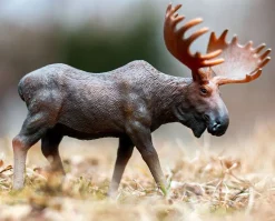 Moose