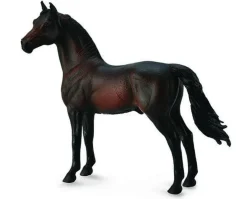Morgan Stallion | Bay