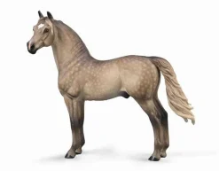 Morgan Stallion | Silver Grulla