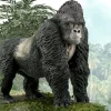 Mountain Gorilla