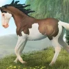 Mustang Mare | Bay Splash Overo