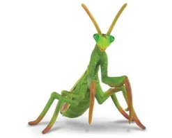 Praying Mantis