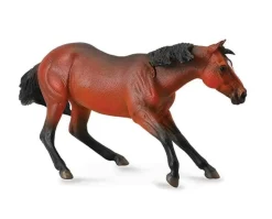 Quarter Horse Stallion | Bay