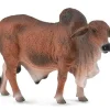 Red Brahman Bull