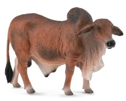 Red Brahman Bull