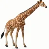 Reticulated Giraffe