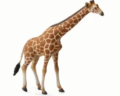 Reticulated Giraffe