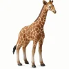 Reticulated Giraffe Calf