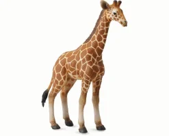 Reticulated Giraffe Calf