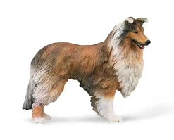 Rough Collie