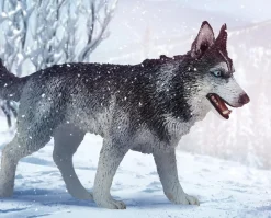 Siberian Husky