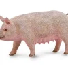 Sow