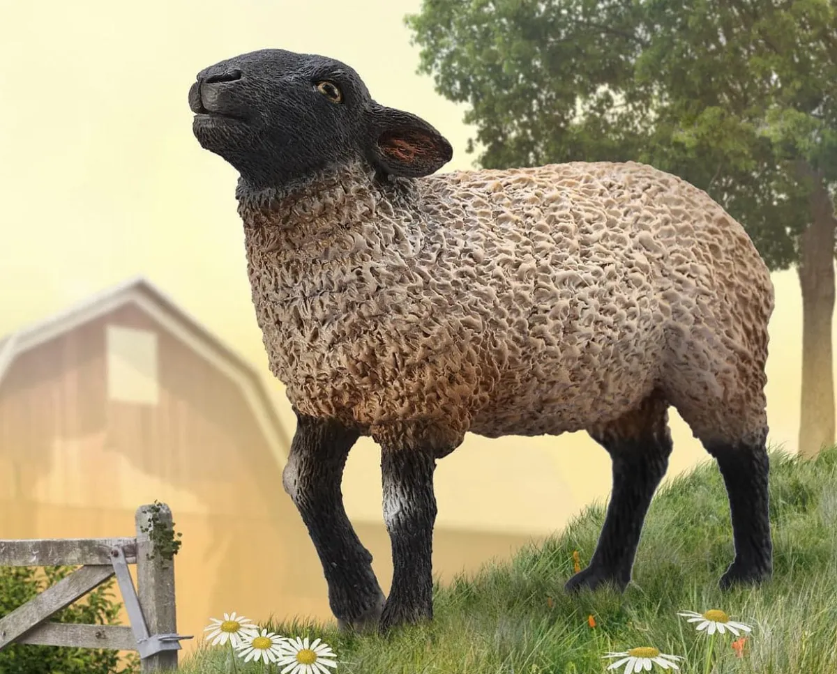 Suffolk Sheep