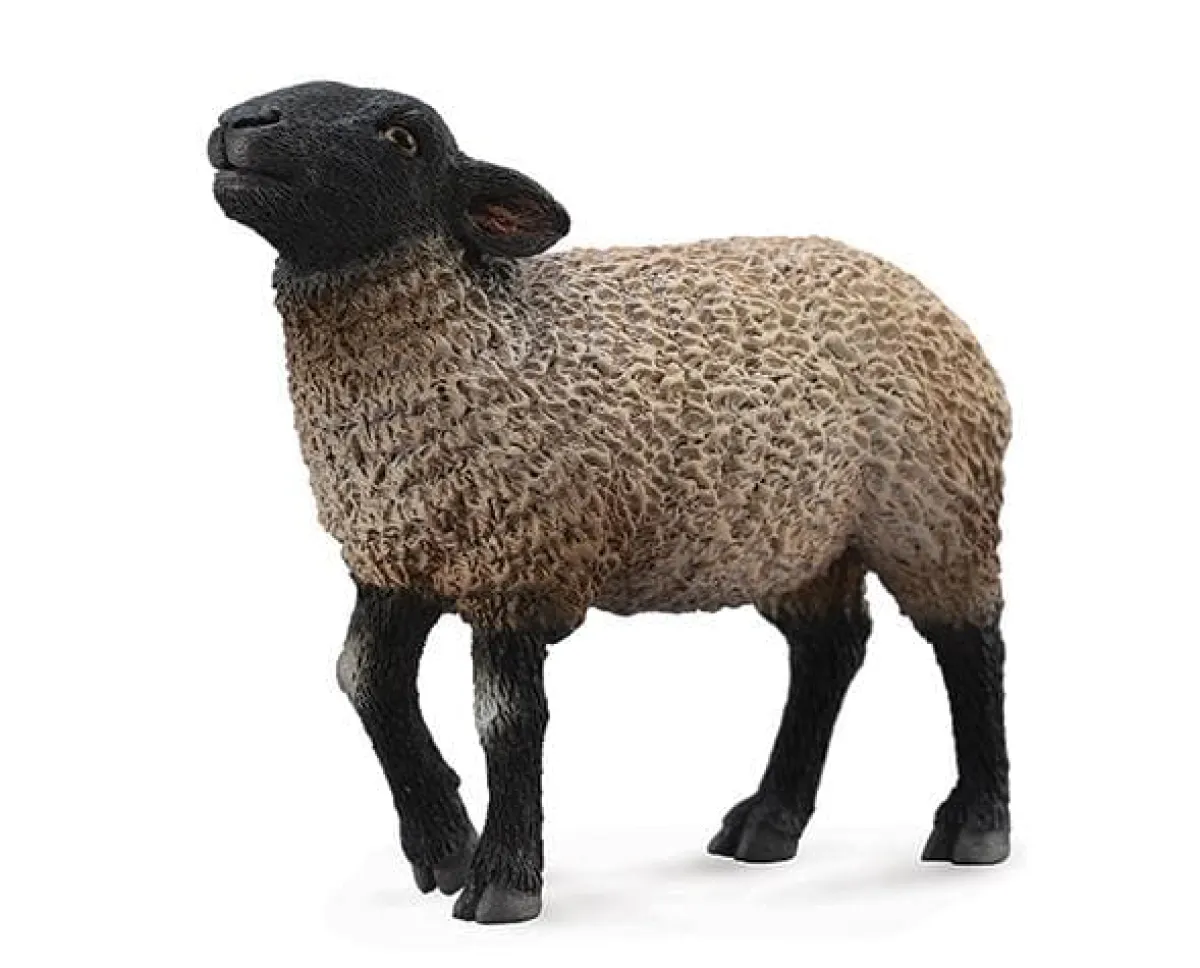 Suffolk Sheep